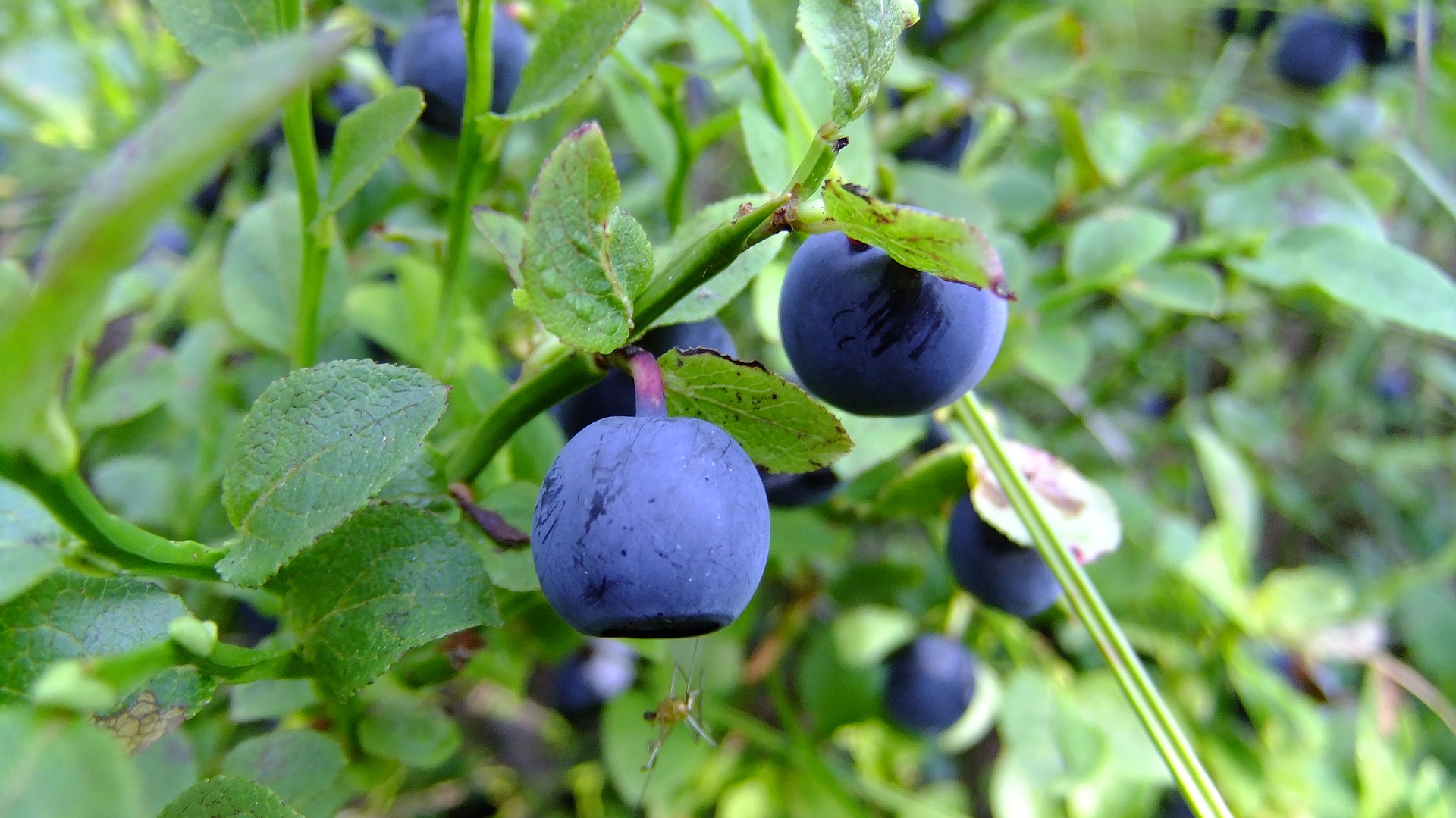 blueberry-3827402_1920.jpg